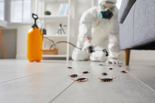Post-Treatment Bed Bug Interceptor Monitoring in Jean Lafitte
